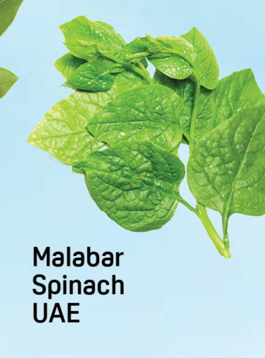 Spinach available at Day to Day Department Store in UAE - Dubai
