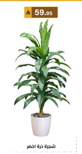 available at الحسين توب أب in مملكة العربية السعودية, السعودية, سعودية - المنطقة الشرقية