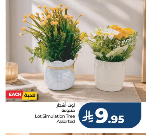 available at لوت in مملكة العربية السعودية, السعودية, سعودية - جدة