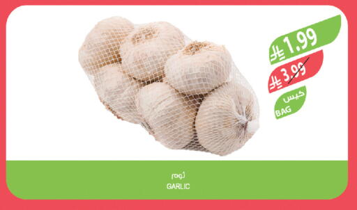 Garlic available at المزرعة in مملكة العربية السعودية, السعودية, سعودية - تبوك