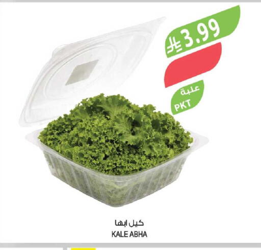 Kale available at المزرعة in مملكة العربية السعودية, السعودية, سعودية - نجران