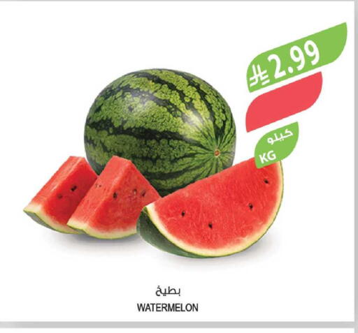 Watermelon available at Farm  in KSA, Saudi Arabia, Saudi - Tabuk