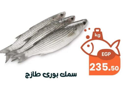 available at Arafa Market in Egypt - Cairo