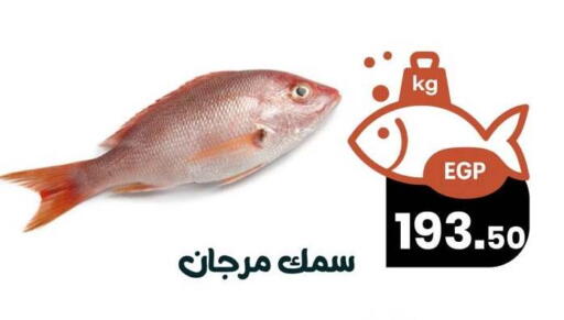 available at Arafa Market in Egypt - Cairo
