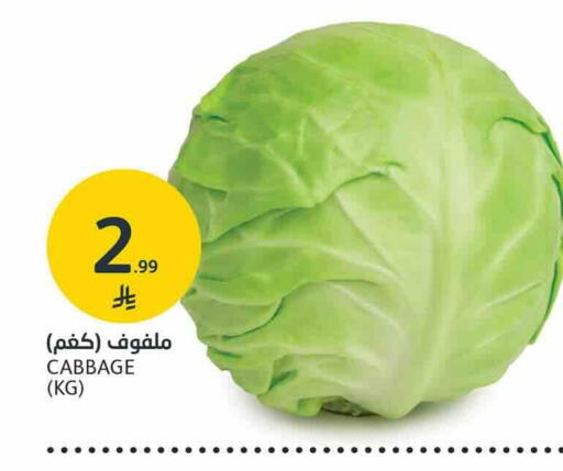 Cabbage available at AlJazera Shopping Center in KSA, Saudi Arabia, Saudi - Riyadh