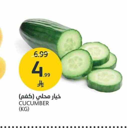 Cucumber available at AlJazera Shopping Center in KSA, Saudi Arabia, Saudi - Riyadh
