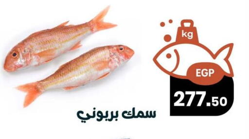 available at Arafa Market in Egypt - Cairo
