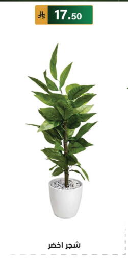available at الحسين توب أب in مملكة العربية السعودية, السعودية, سعودية - الرياض