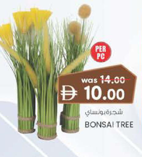 available at الصفا in الإمارات العربية المتحدة , الامارات - ٱلْعَيْن‎