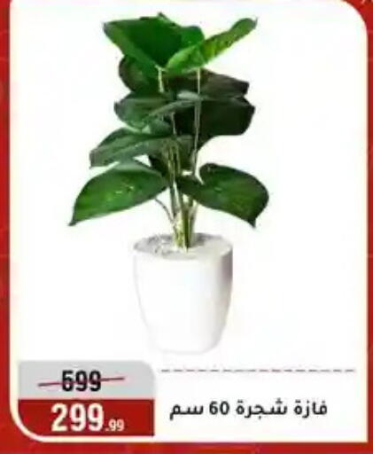 available at Al Morshedy  in Egypt - Cairo