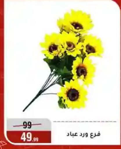available at Al Morshedy  in Egypt - Cairo