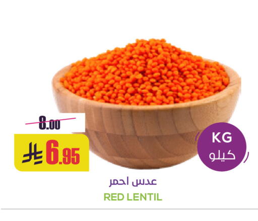 available at سبت in مملكة العربية السعودية, السعودية, سعودية - بريدة