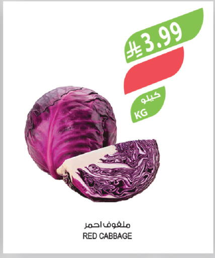 Cabbage available at المزرعة in مملكة العربية السعودية, السعودية, سعودية - الباحة