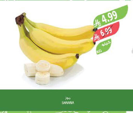 Banana available at Farm  in KSA, Saudi Arabia, Saudi - Najran