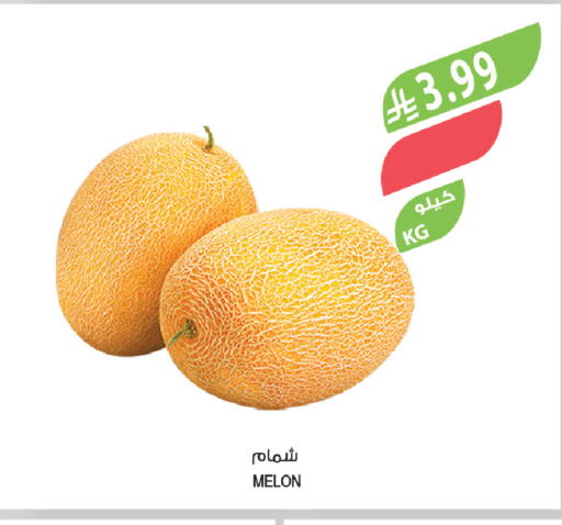 Melon available at المزرعة in مملكة العربية السعودية, السعودية, سعودية - سكاكا