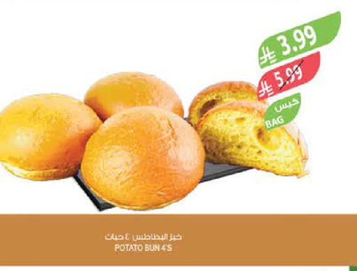 Potato available at Farm  in KSA, Saudi Arabia, Saudi - Sakaka