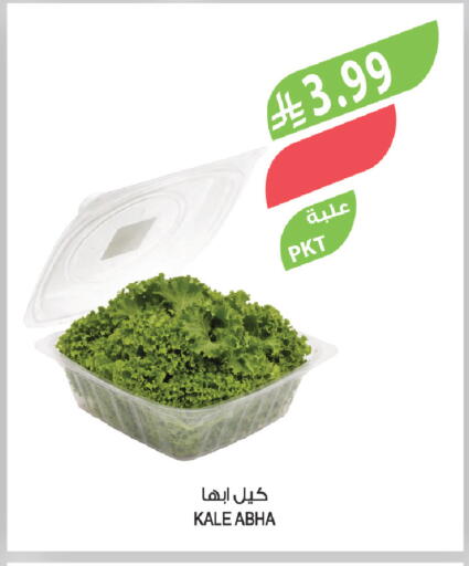 Kale available at المزرعة in مملكة العربية السعودية, السعودية, سعودية - الباحة