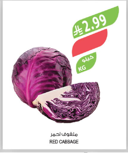 Cabbage available at المزرعة in مملكة العربية السعودية, السعودية, سعودية - سكاكا