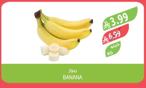 Banana available at Farm  in KSA, Saudi Arabia, Saudi - Riyadh
