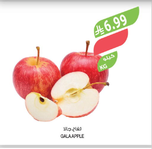 Apple available at المزرعة in مملكة العربية السعودية, السعودية, سعودية - سكاكا