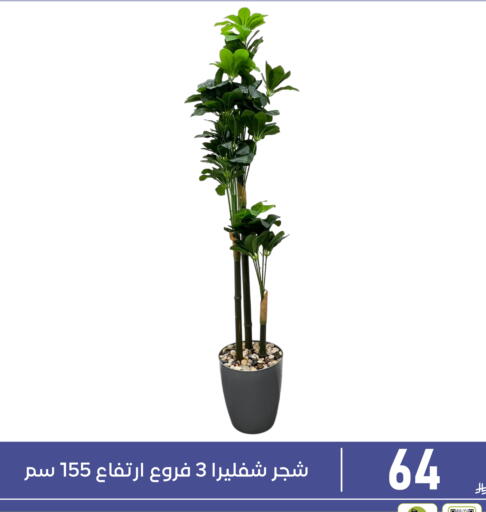 available at تخفيضات العائلة in مملكة العربية السعودية, السعودية, سعودية - المنطقة الشرقية