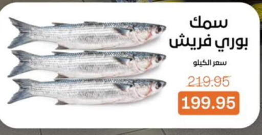 available at بيت الجملة in Egypt - القاهرة