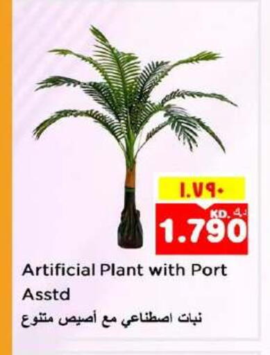 available at Nesto Hypermarkets in Kuwait - Ahmadi Governorate