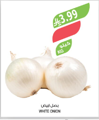 Onion available at Farm  in KSA, Saudi Arabia, Saudi - Tabuk