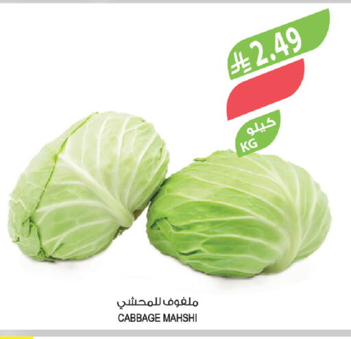 Cabbage available at المزرعة in مملكة العربية السعودية, السعودية, سعودية - أبها