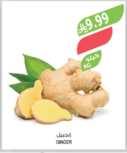 Ginger available at Farm  in KSA, Saudi Arabia, Saudi - Tabuk