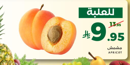 Apricot available at ميرا مارت مول in مملكة العربية السعودية, السعودية, سعودية - جدة