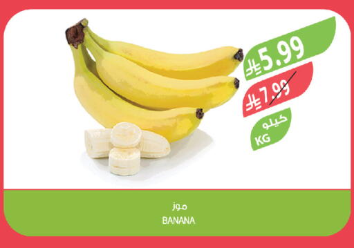 Banana available at المزرعة in مملكة العربية السعودية, السعودية, سعودية - تبوك