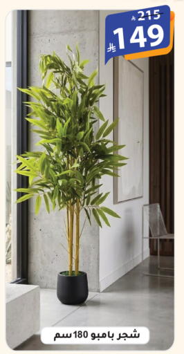 available at الهدايا سنتر in مملكة العربية السعودية, السعودية, سعودية - الطائف