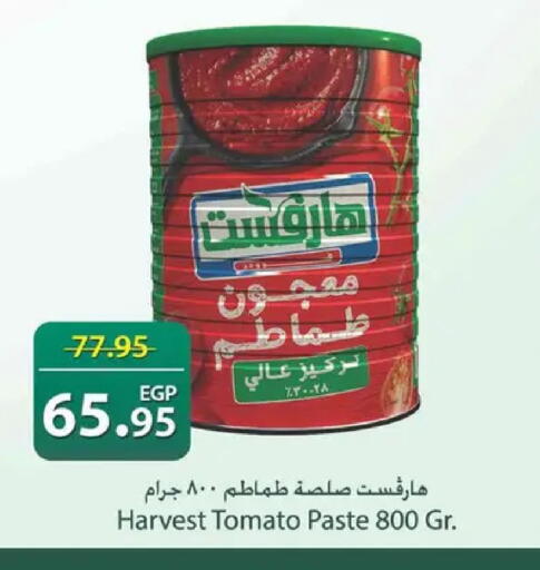 Tomato available at Spinneys  in Egypt - Cairo