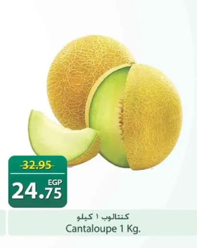 Cantaloupe available at سبينس in Egypt - القاهرة