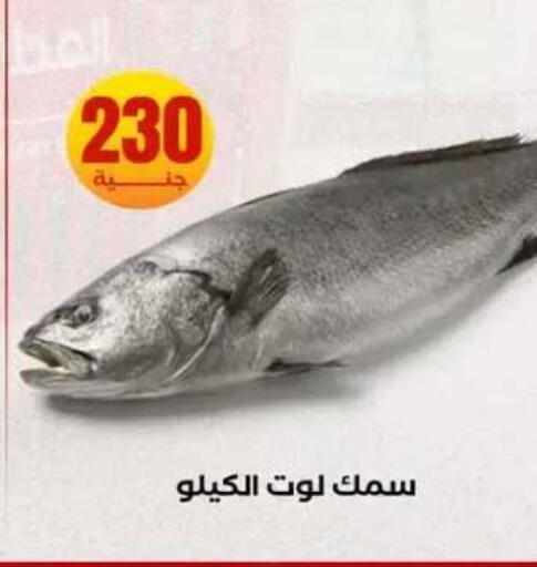 available at المحلاوي ستورز in Egypt - القاهرة