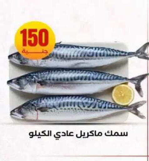 available at المحلاوي ستورز in Egypt - القاهرة