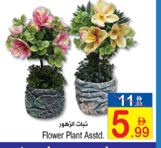 available at سن اند ساند هايبر ماركت ذ.م.م in الإمارات العربية المتحدة , الامارات - ٱلْفُجَيْرَة‎