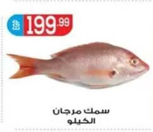 available at أولاد المحاوى in Egypt - القاهرة