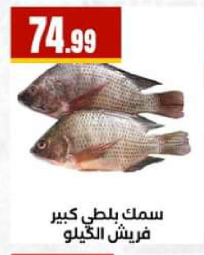 available at El Mahlawy Stores in Egypt - Cairo
