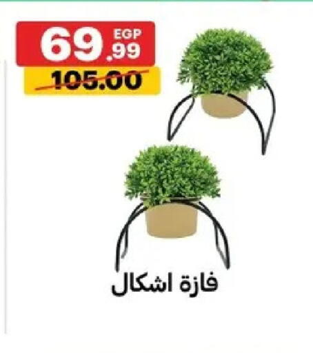 available at الحبيب ماركت in Egypt - القاهرة