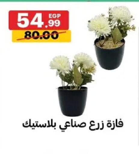 available at الحبيب ماركت in Egypt - القاهرة