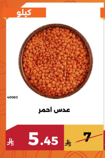 available at Forat Garden in KSA, Saudi Arabia, Saudi - Mecca
