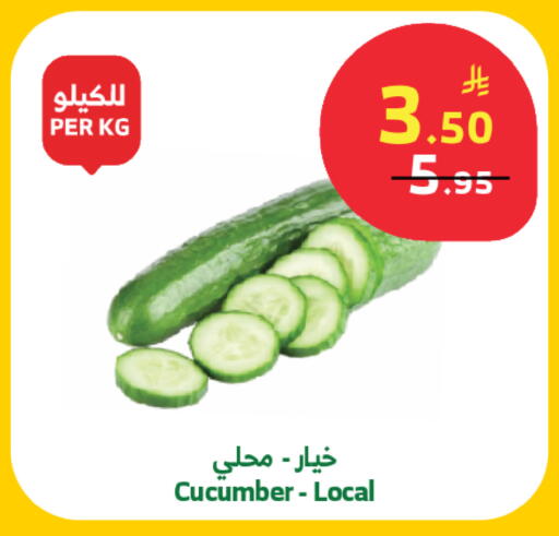 Cucumber available at الراية in مملكة العربية السعودية, السعودية, سعودية - تبوك