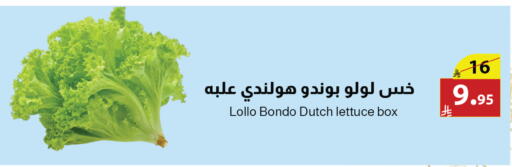 Lettuce from Netherlands available at متاجر أبياتي in مملكة العربية السعودية, السعودية, سعودية - تبوك