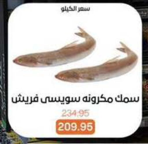 available at Beit El Gomla in Egypt - Cairo