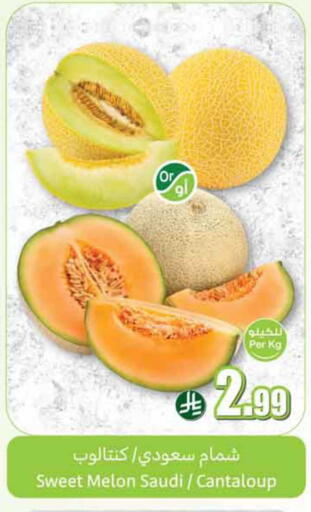 Melon from Saudi Arabia available at أسواق عبد الله العثيم in مملكة العربية السعودية, السعودية, سعودية - الدوادمي