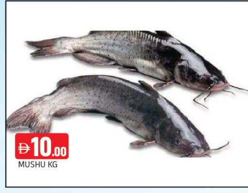 available at المدينة in الإمارات العربية المتحدة , الامارات - الشارقة / عجمان
