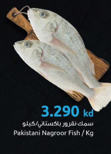 available at مركز سلطان in الكويت - محافظة الجهراء
