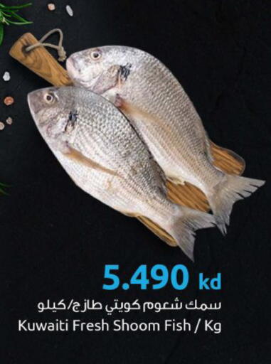 available at مركز سلطان in الكويت - محافظة الجهراء